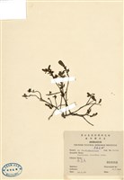 藏品(馬齒莧)的圖片